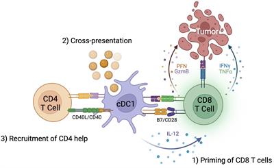 Dendritic cell subsets and implications for cancer immunotherapy